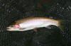 Rogue steelhead /  Rogue River Steelhead Fly Fishing / Rogue River steelhead fly fishing guides