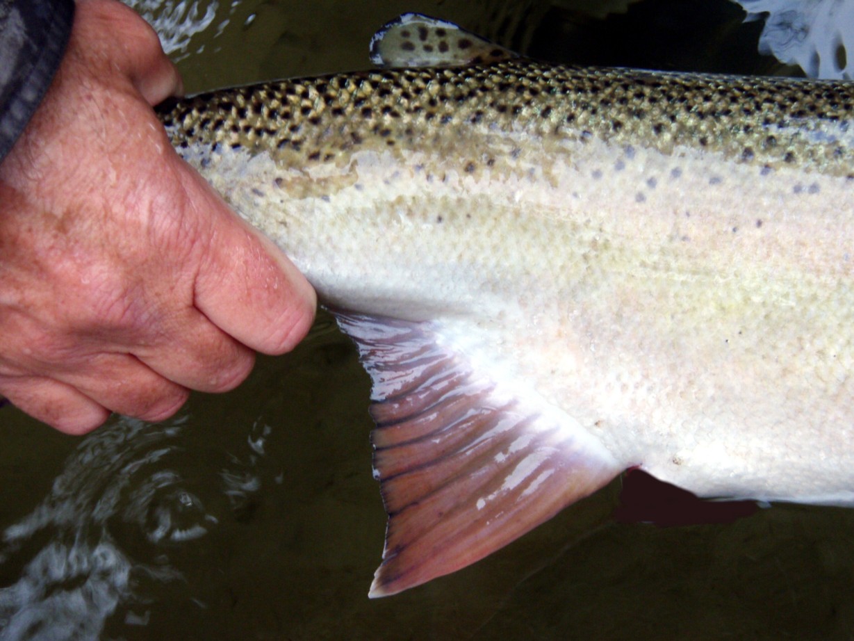 Winter Native / Michael Gorman / McKenzie River Fishing Guide