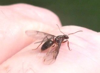 Ready For Takeoff / Michael Gorman / Mckenzie River Fishing Guide