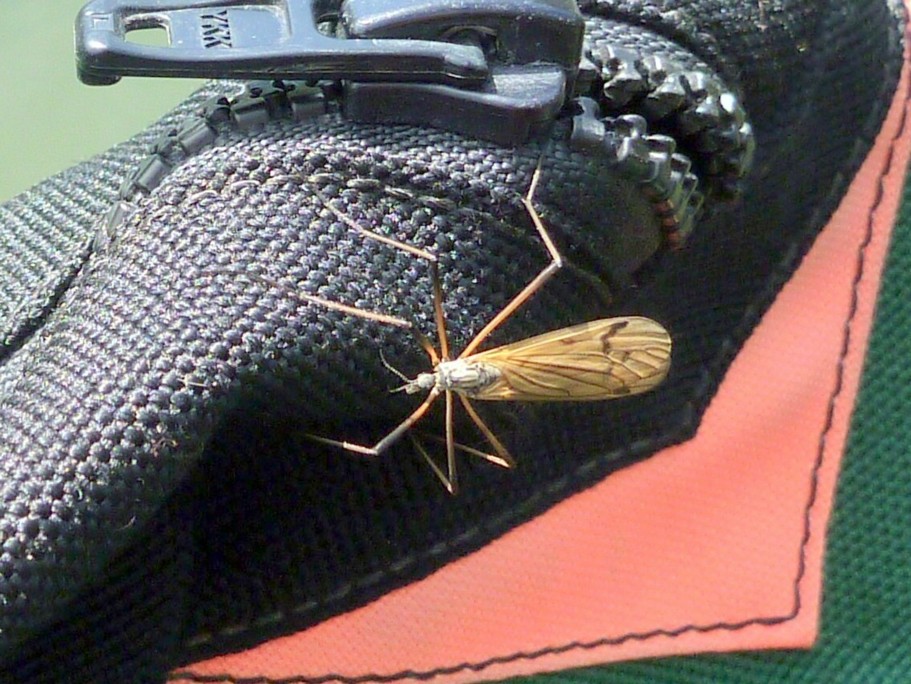 But Does It Bite? / Michael Gorman / McKenzie River Fishiing Guide