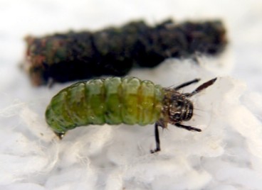 Caddisfly Larva and Case / Michael Gorman / McKenzie River Fishing Guide