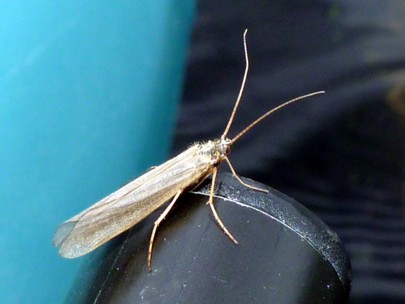 Adult Caddis / Michael Gorman / McKenzie River Fishing Guide