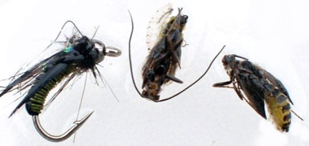 Caddis Pupae / Michael Gorman / McKenzie River Fishing Guide