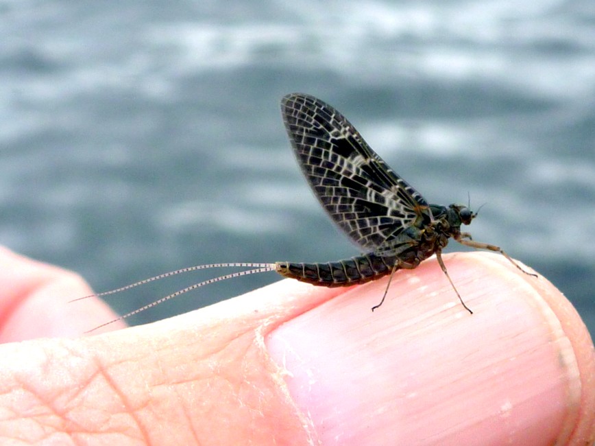 Callibeatis Mayfly / Michael Gorman / McKenzie River Fishing Guide