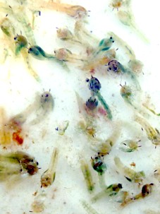 Midge Pupae / Michael Gorman / McKenzie River Fishing Guide