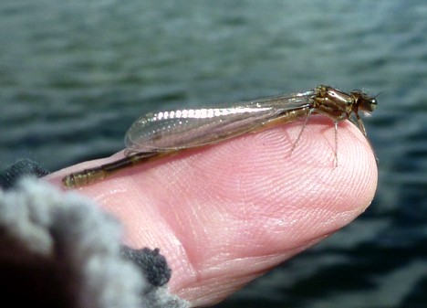 Freshly Hatched Damsel / Michael Gorman / McKenzie River Fishing Guide