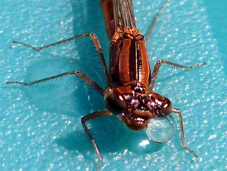 Damsel Face Grrrrrr! / Michael Gorman / McKenzie River Fishing Guide