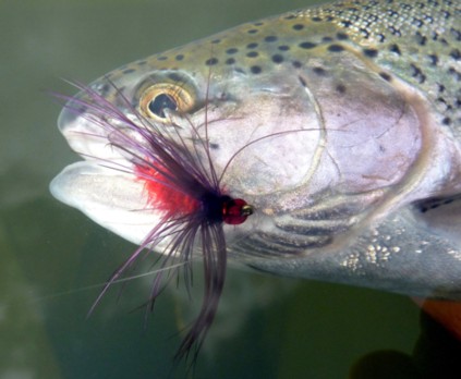 Red Carey Fly / Michael Gorman / McKenzie River Fishing Guide