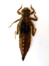 Dragonfly Nymph / Michael Gorman / McKenzie River Fishing Guide