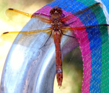 Resting Dragon / Michael Gorman / McKenzie River Fishing Guide