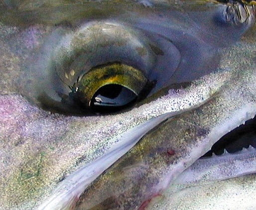 I see you / Michael Gorman photo / McKenzie River Fishing Guide