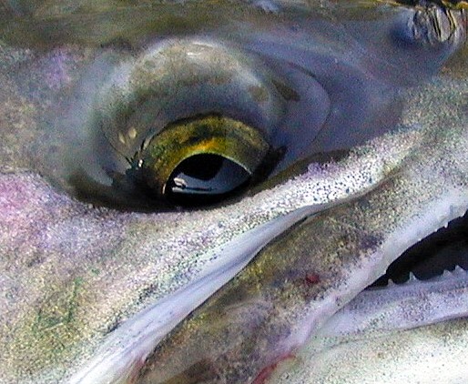 I see you / Michael Gorman photo / McKenzie River Fishing Guide