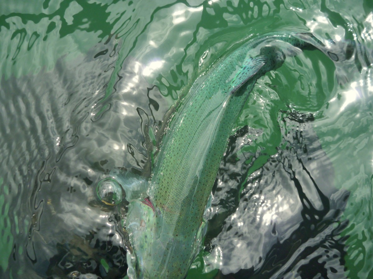 The Green Swirl / Michael Gorman / McKenzie River Fishing Guide