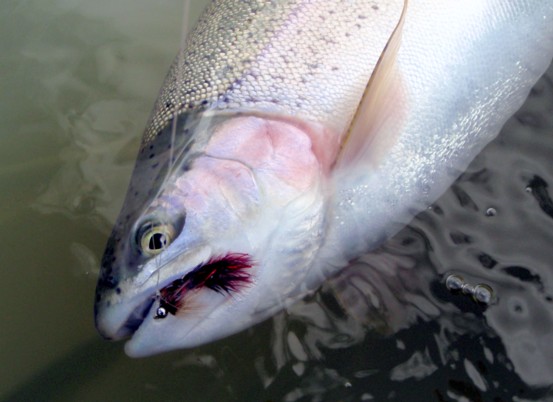 Leech Eater / Michael Gorman / Mckenzie River Fishing Guide