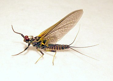 Big Boy Mayfly / Michael Gorman / McKenzie River Fishing Guide