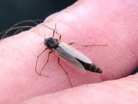 Adult Midge / Michael Gorman / McKenzie River Fishing Guide