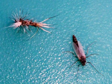 Adult Chironomid / Michael Gorman / McKenzie River Fishing Guide