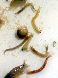 Midge Larvae / Michael Gorman / McKenzie River Fishing Guide