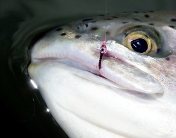 Chironomid Pupa Snack / Michael Gorman / McKenzie River Fishing Guide