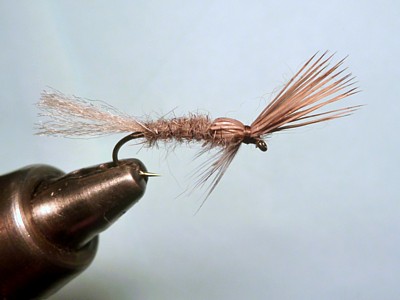 MijCadMay Emerger / Michael Gorman / McKenzie River Fishing Guide