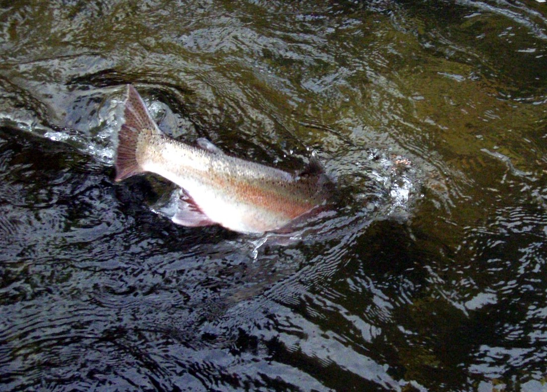 Tail Slap / Michael Gorman photo / McKenzie River Fly Fishing Guide