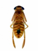 Water Boatman / Michael Gorman / McKenzie River Fishing Guide