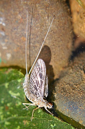 Callibaetis Mayfly / Michael Gorman / McKenzie River Fishing Guide