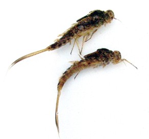 Callibaetis Mayfly Nymphs / Michael Gorman / McKenzie River Fishing Guide
