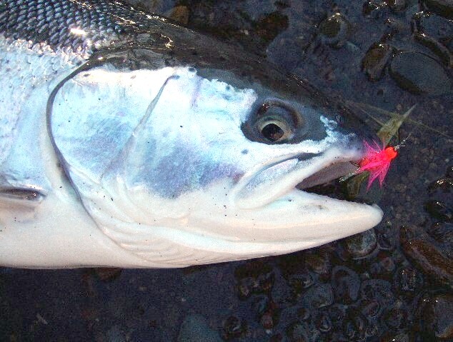 Winter Chrome / Michael Gorman / McKenzie River Fishing Guide