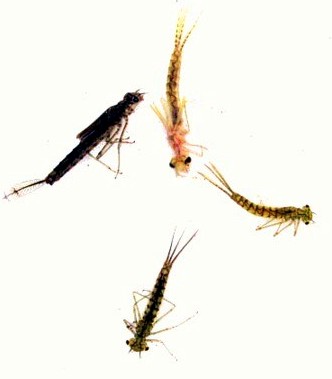 Flock of Damsel Nymphs / Michael Gorman / McKenzie River Fishing Guide