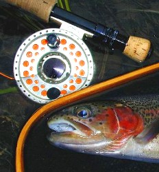 McKenzie native rainbow / McKenzie River Fly Fishing / McKenzie River Fly fishing Guide
