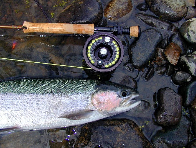 antiam steelhead /  steelhead fly fishing / steelhead fly fishing guide