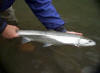  free again / Siletz River Steelhead / Siletz River Steelhead Fly Fishing Guide