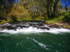 Siletz Tributary / Siletz River Steelhead / Siletz River Steelhead Guide