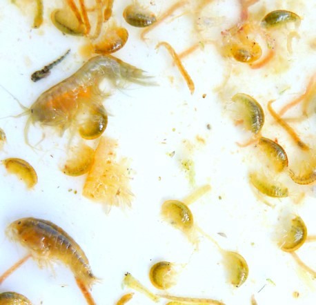 Scud Herd / Michael Gorman / Mckenzie River Fishing Guide